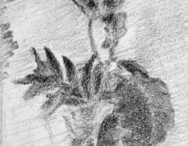 Sketch of the flower