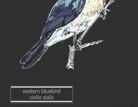 eastern bluebird | July.12.2020