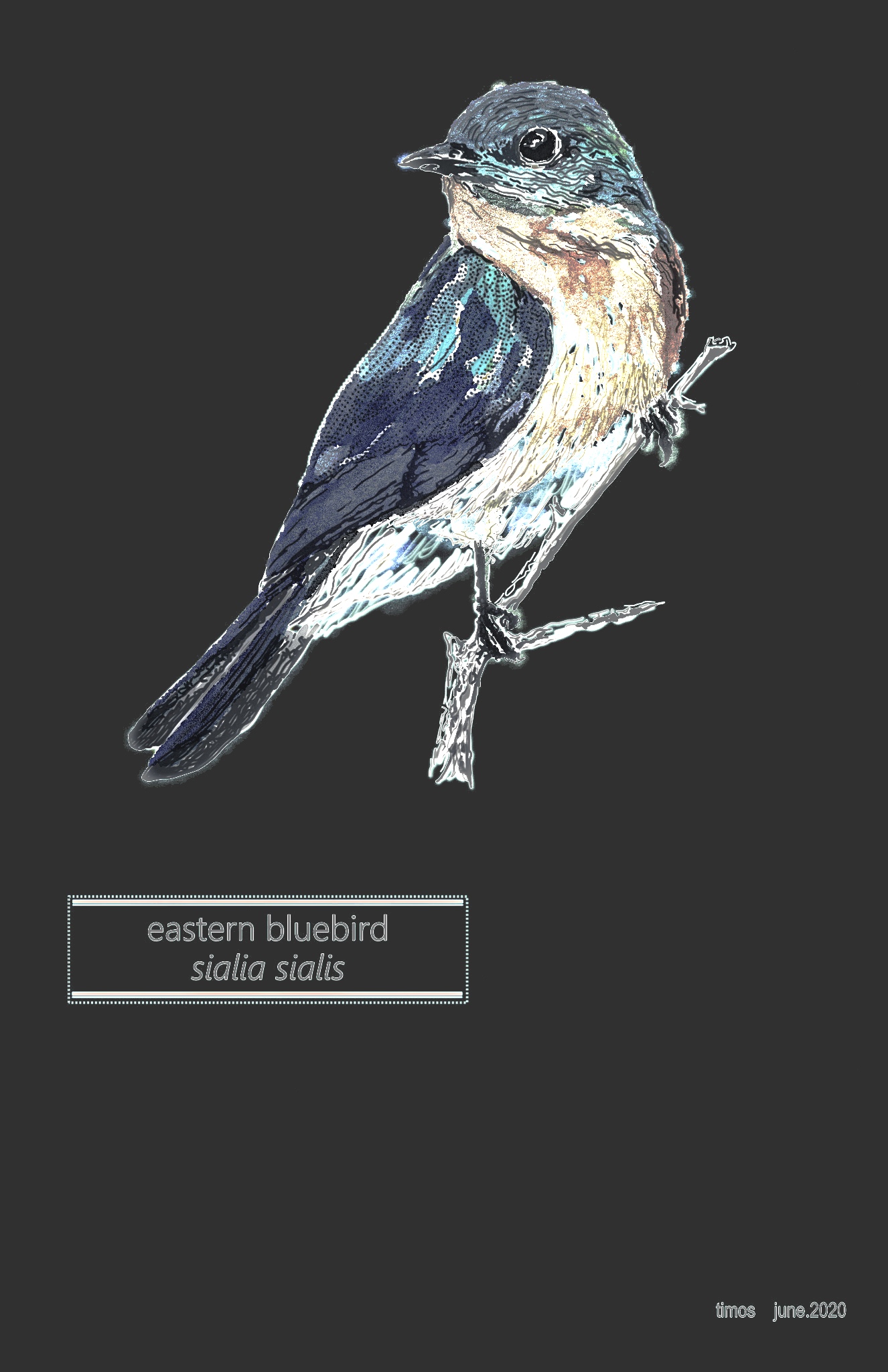 eastern bluebird | July.12.2020