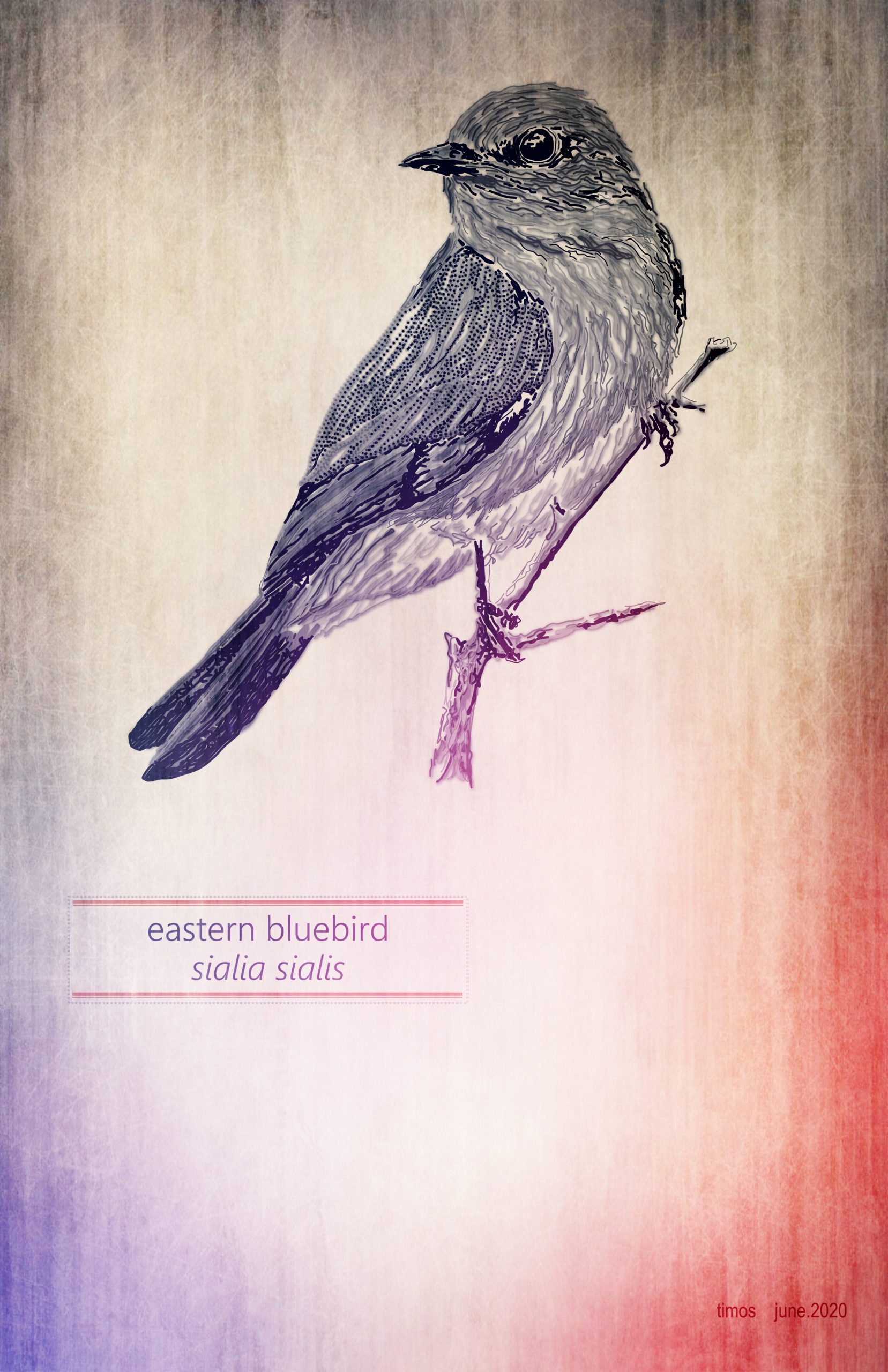 eastern bluebird | vers.july.4th.20twenty