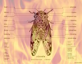 cicada | summer creature