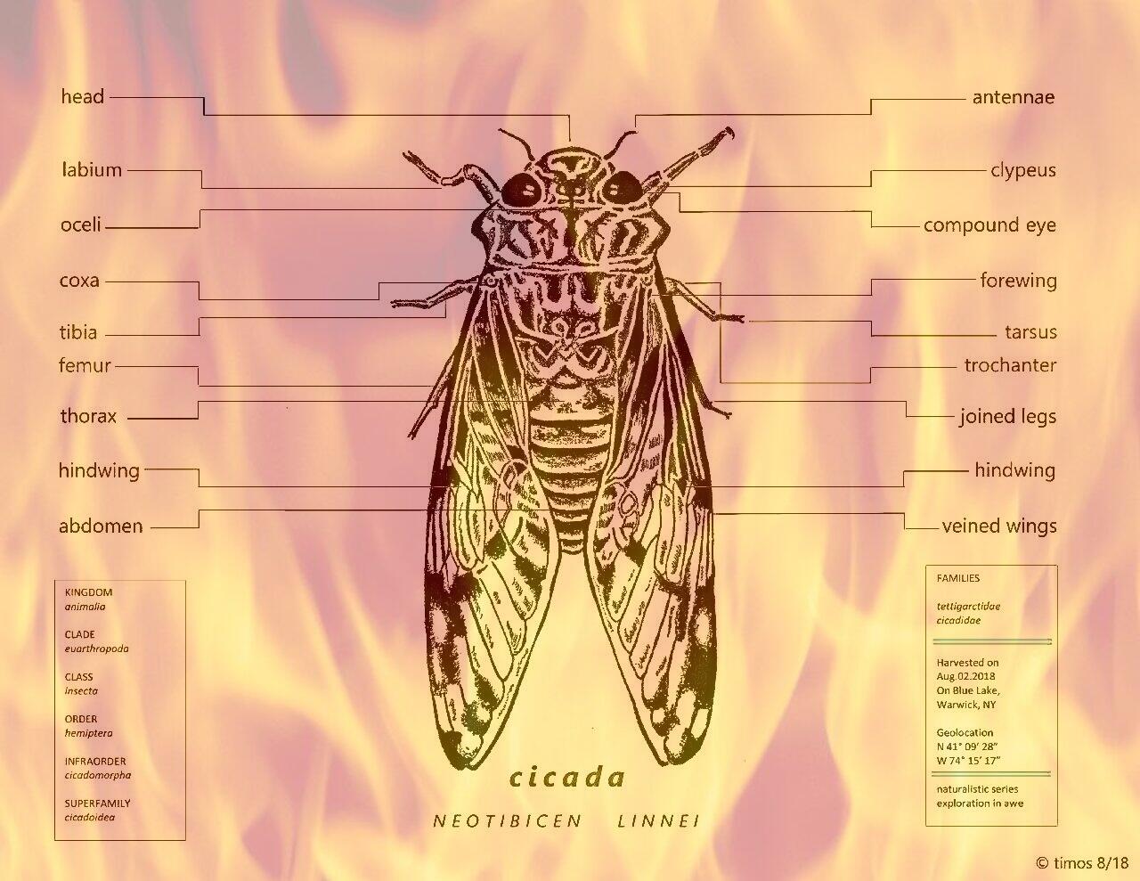 cicada | summer creature