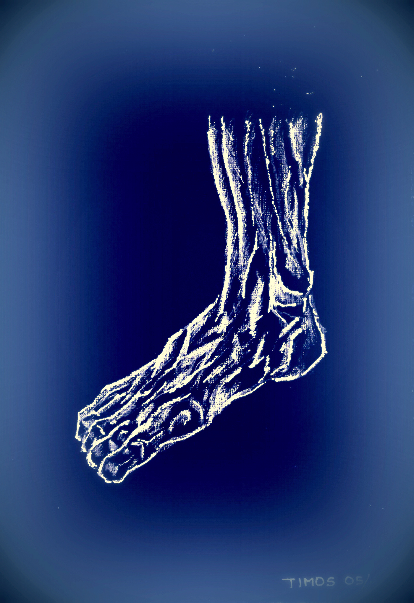 anatomy studies | human foot
