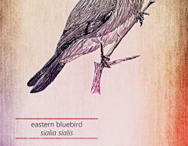 eastern bluebird | vers 08.30.2020