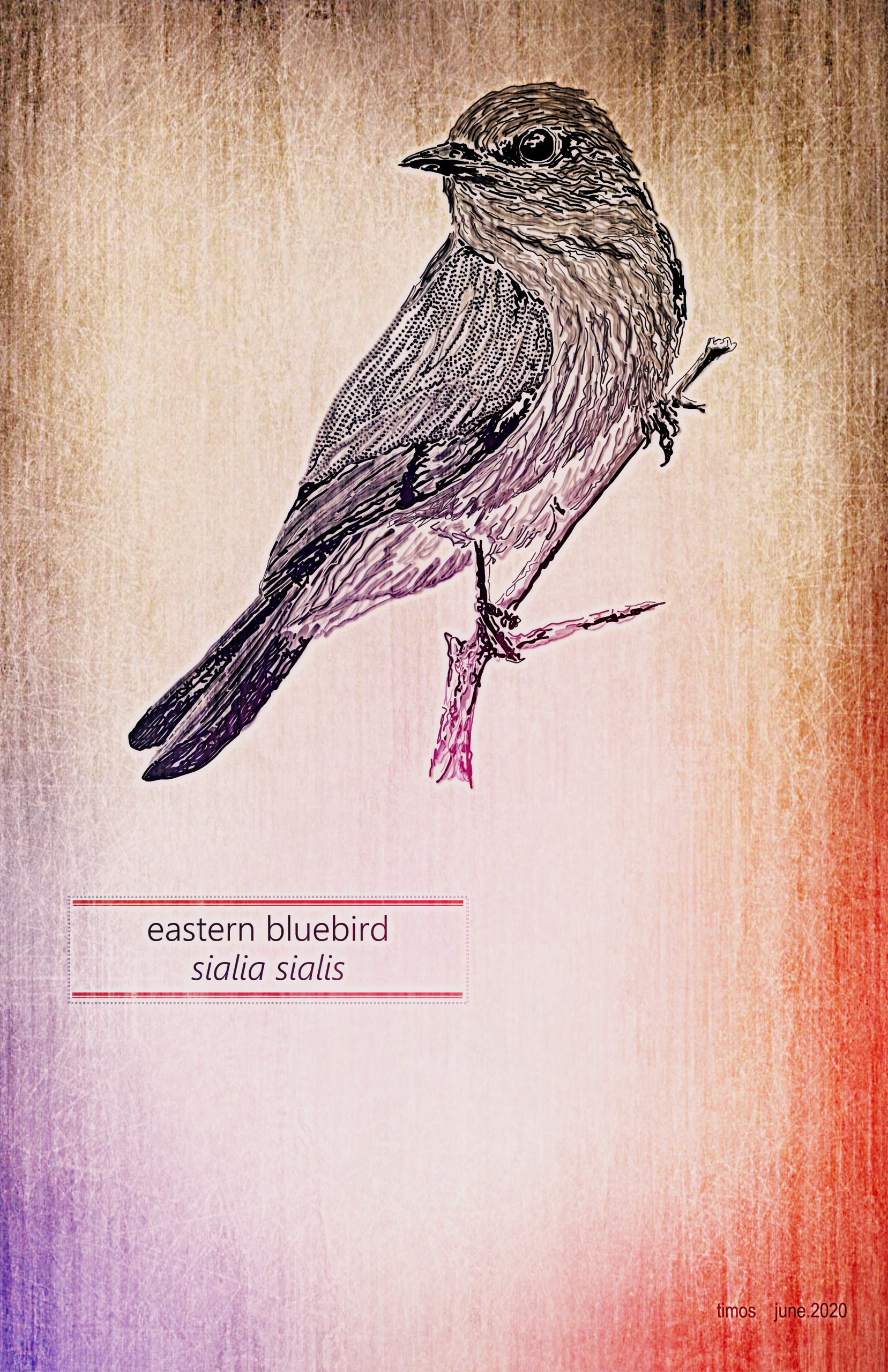 eastern bluebird | vers 08.30.2020