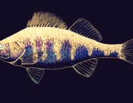 study on coloration of fish drawing