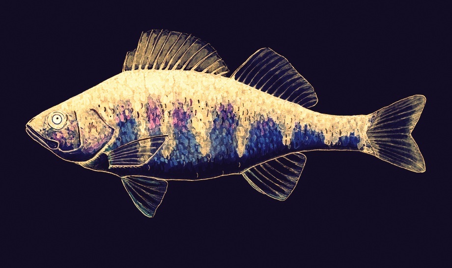 study on coloration of fish drawing