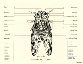 the annotated cicada |  vers aug 06 2020