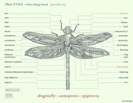 the annotated dragonfly | aug 07 2020