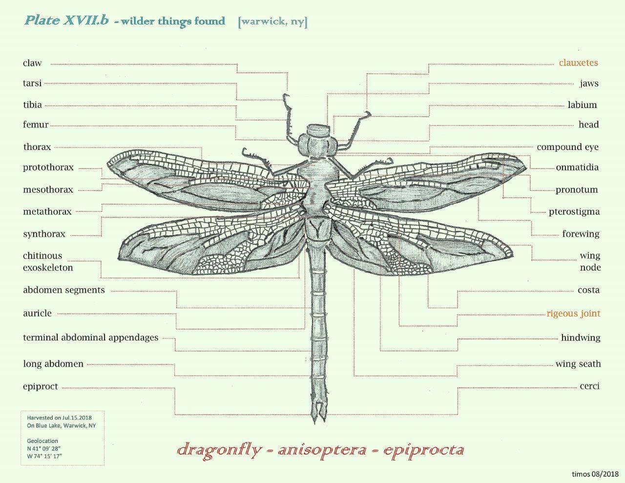 the annotated dragonfly | aug 07 2020