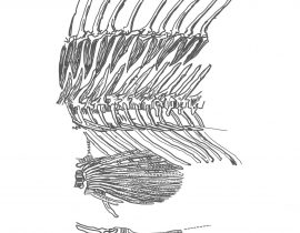 fish skeleton \ mid-section