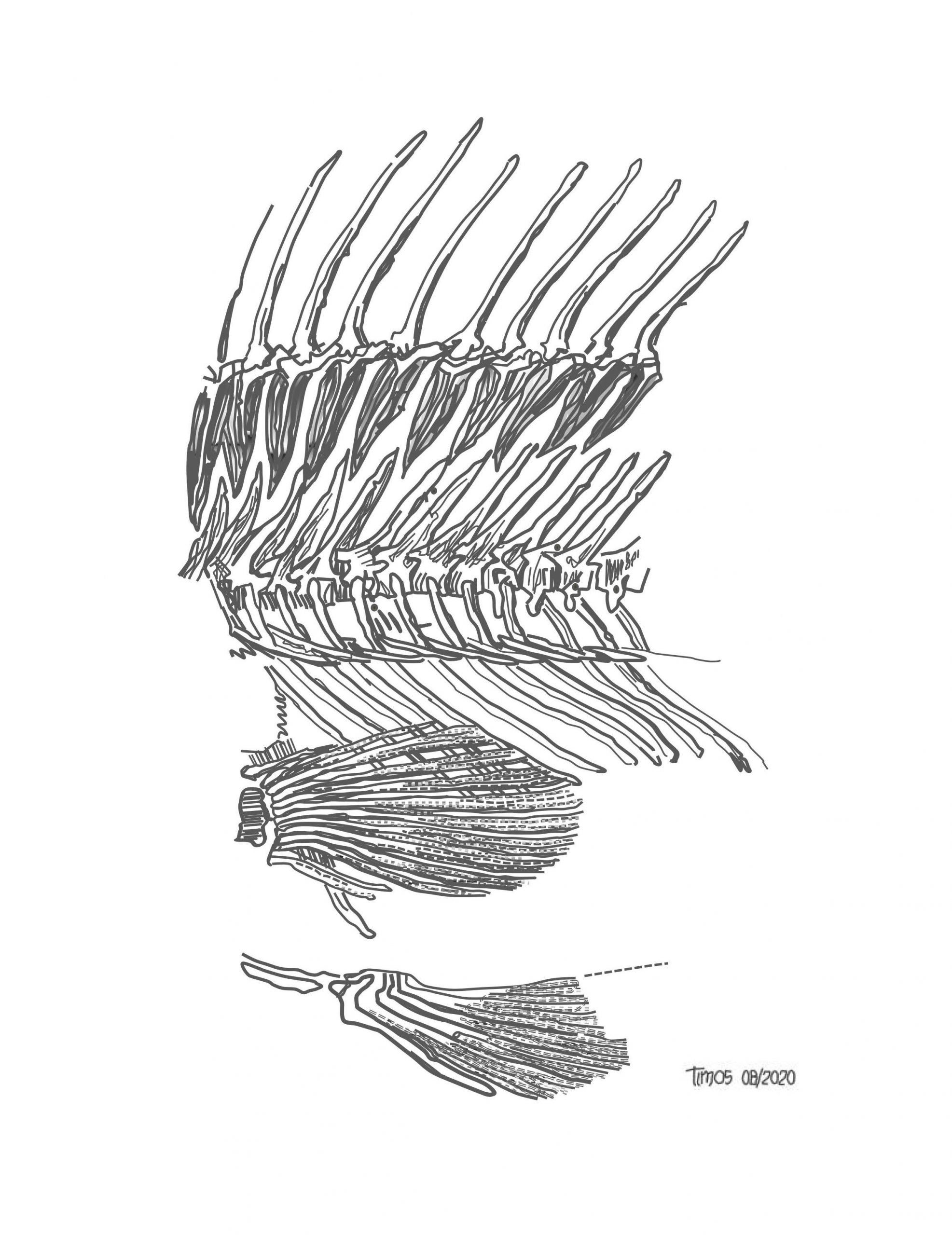 fish skeleton \ mid-section