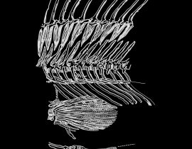 fish skeleton {mid section}