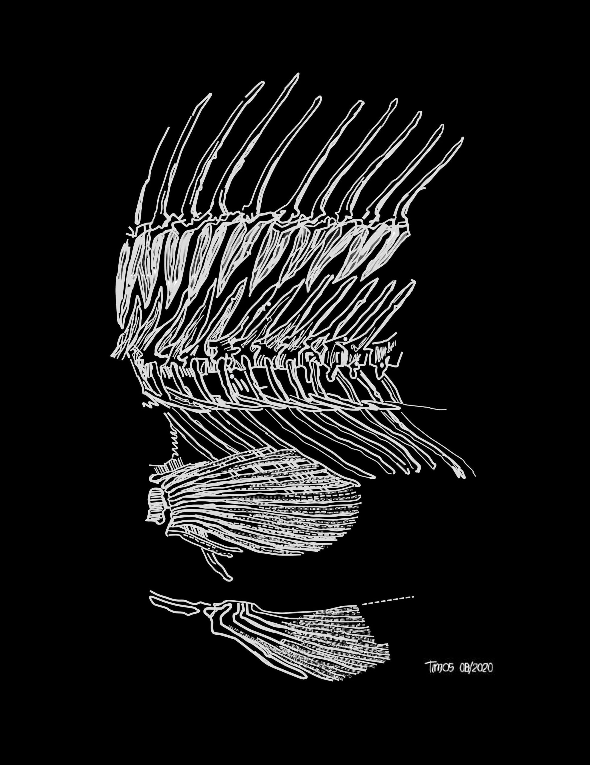 fish skeleton {mid section}