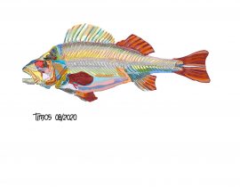 polychromatic fish