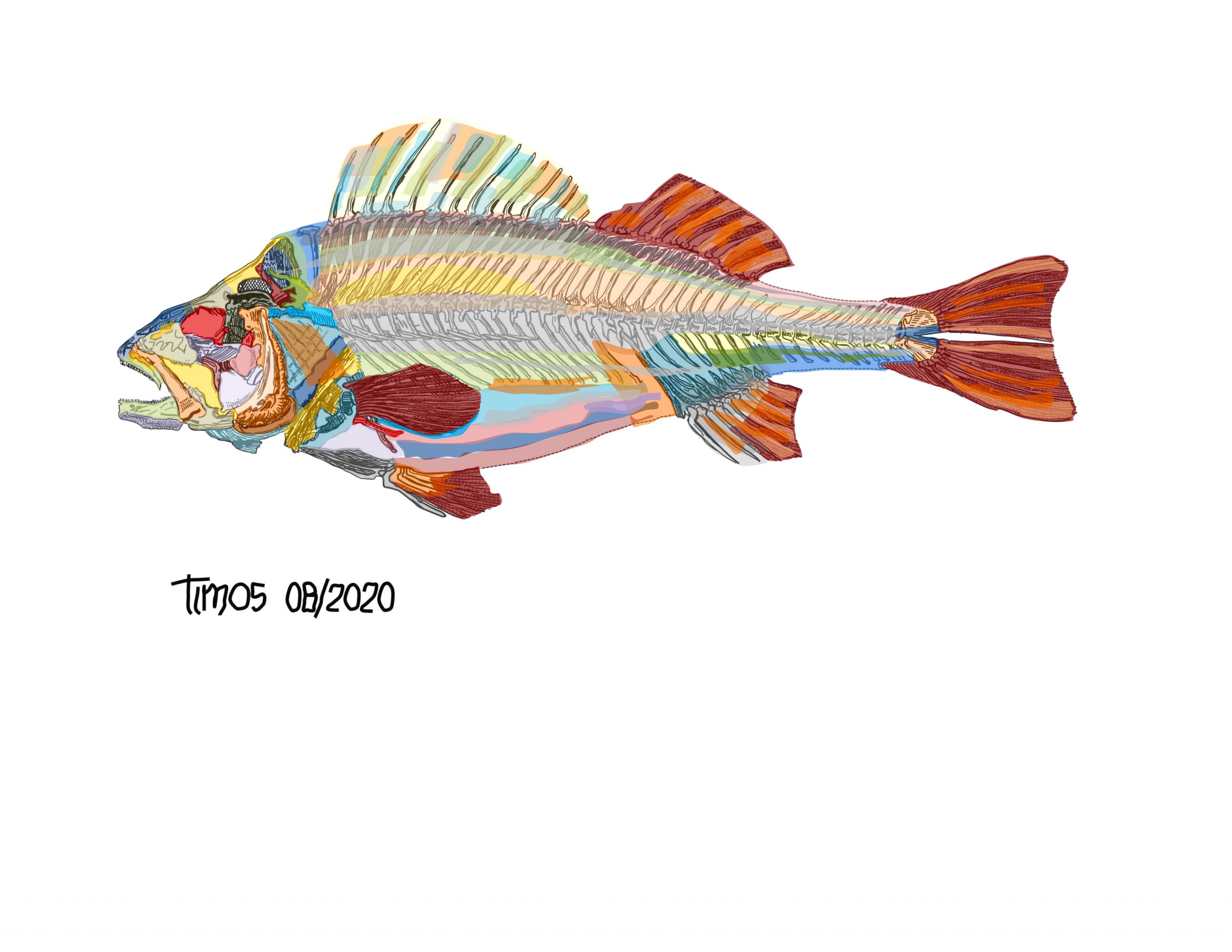 polychromatic fish