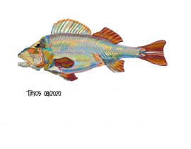 polychromatic fish | version 2 | 08.21.2020