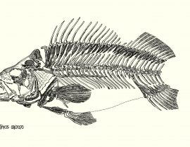 fish bones {three quarters done}