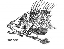 fish skeleton \ front and mid-section