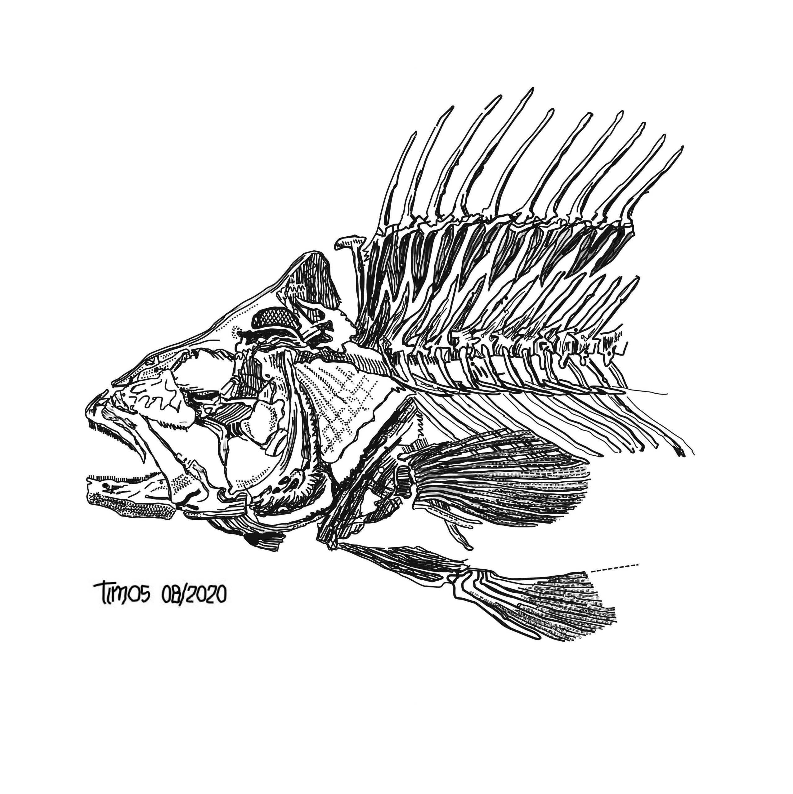 fish skeleton \ front and mid-section