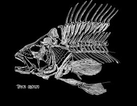 fish skeleton {piece by piece}