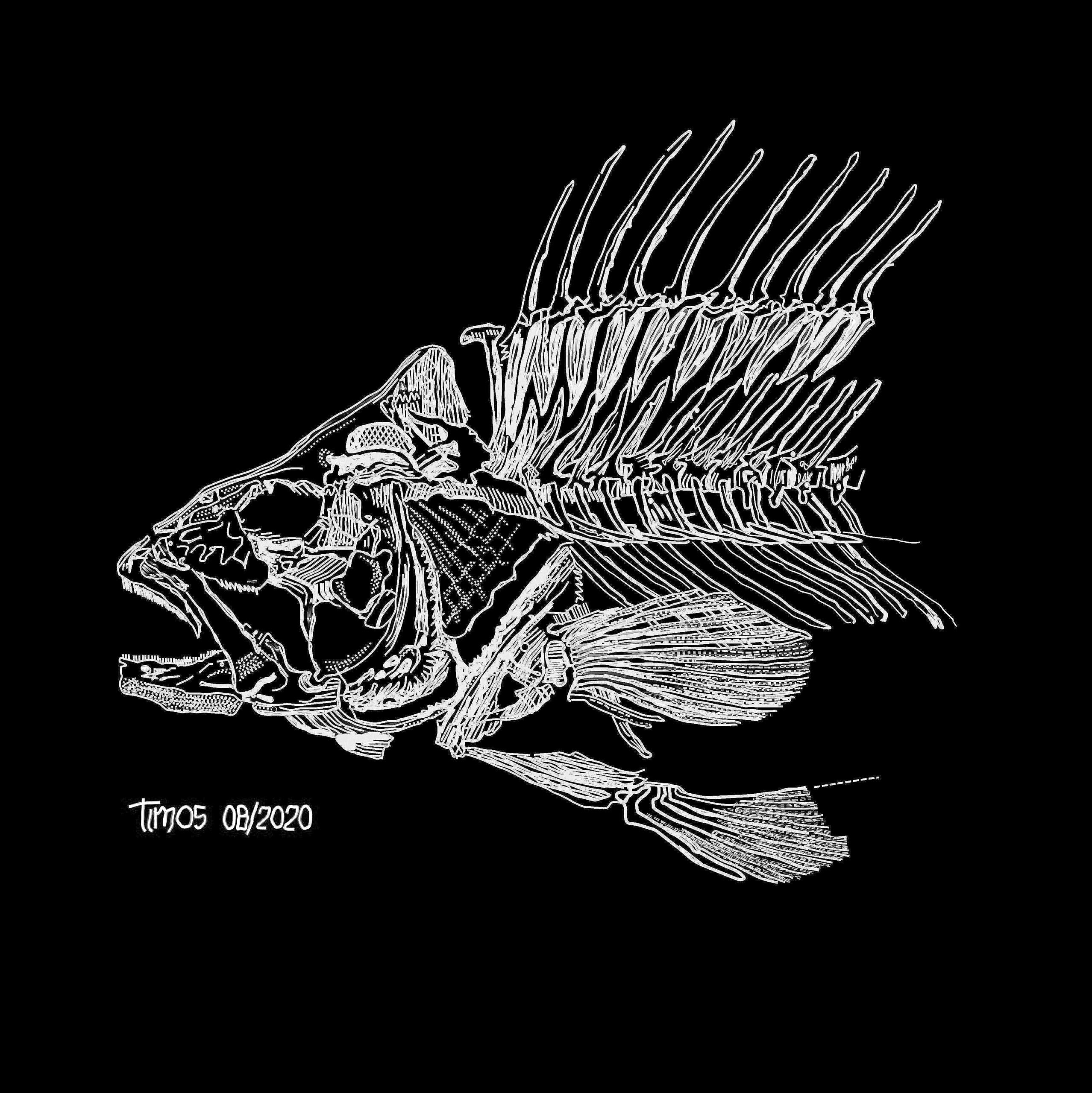 fish skeleton {piece by piece}
