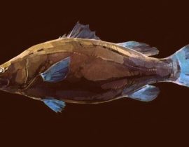 fish study | working on coloration