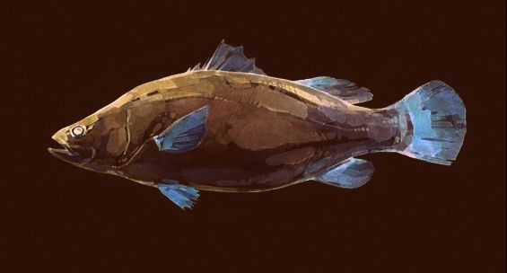 fish study | working on coloration