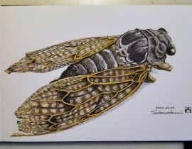 Cicada