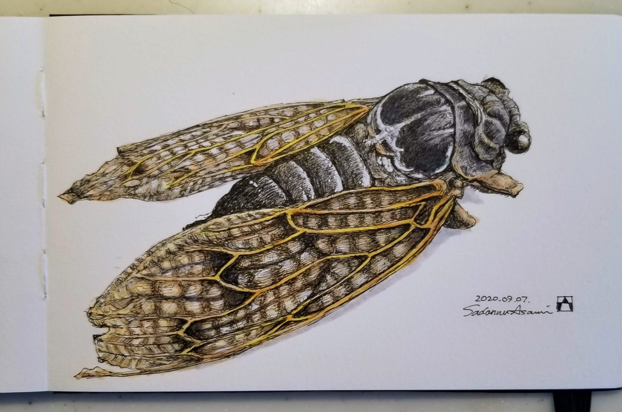 Cicada