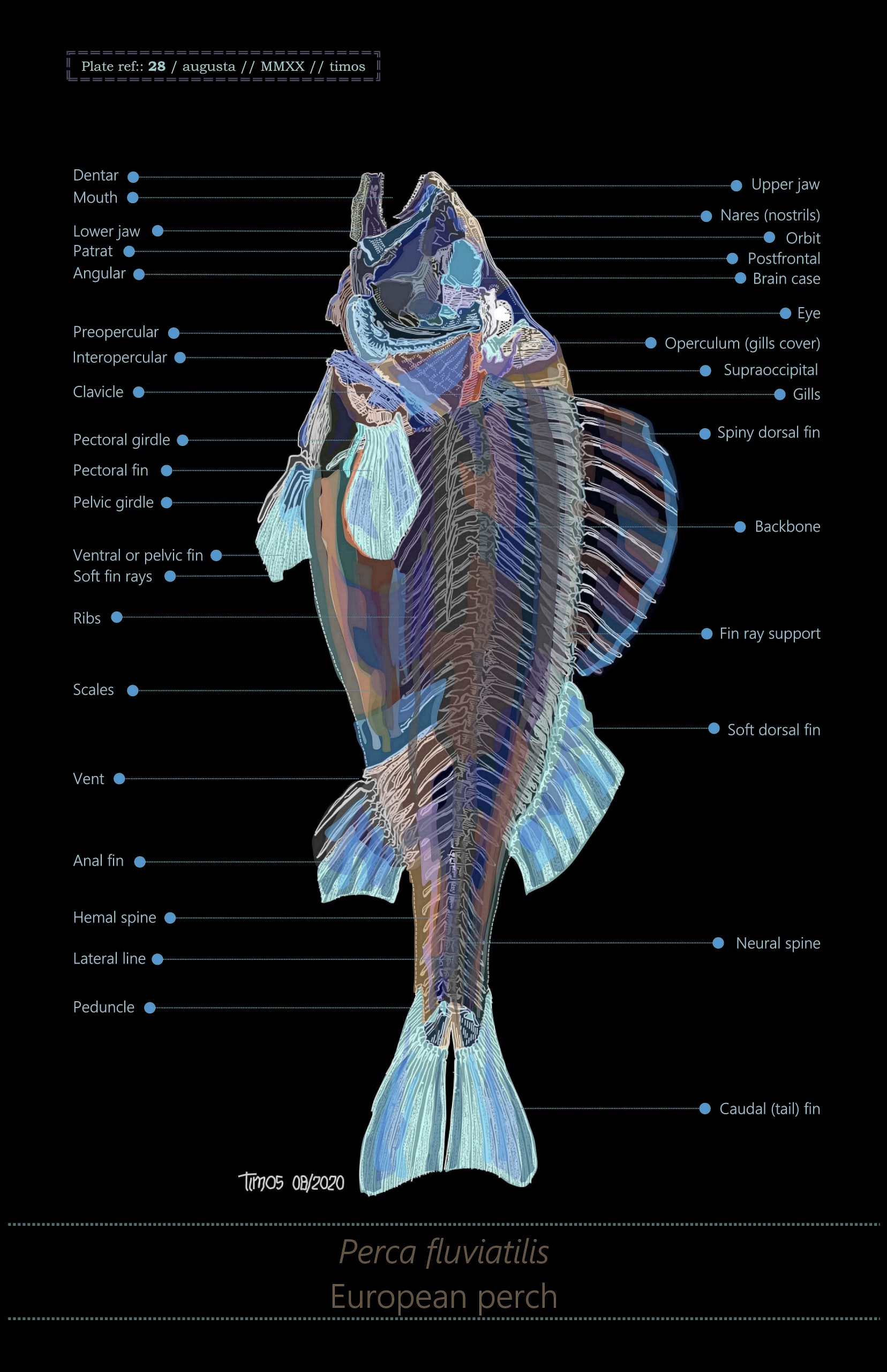 fish | knowing what is what