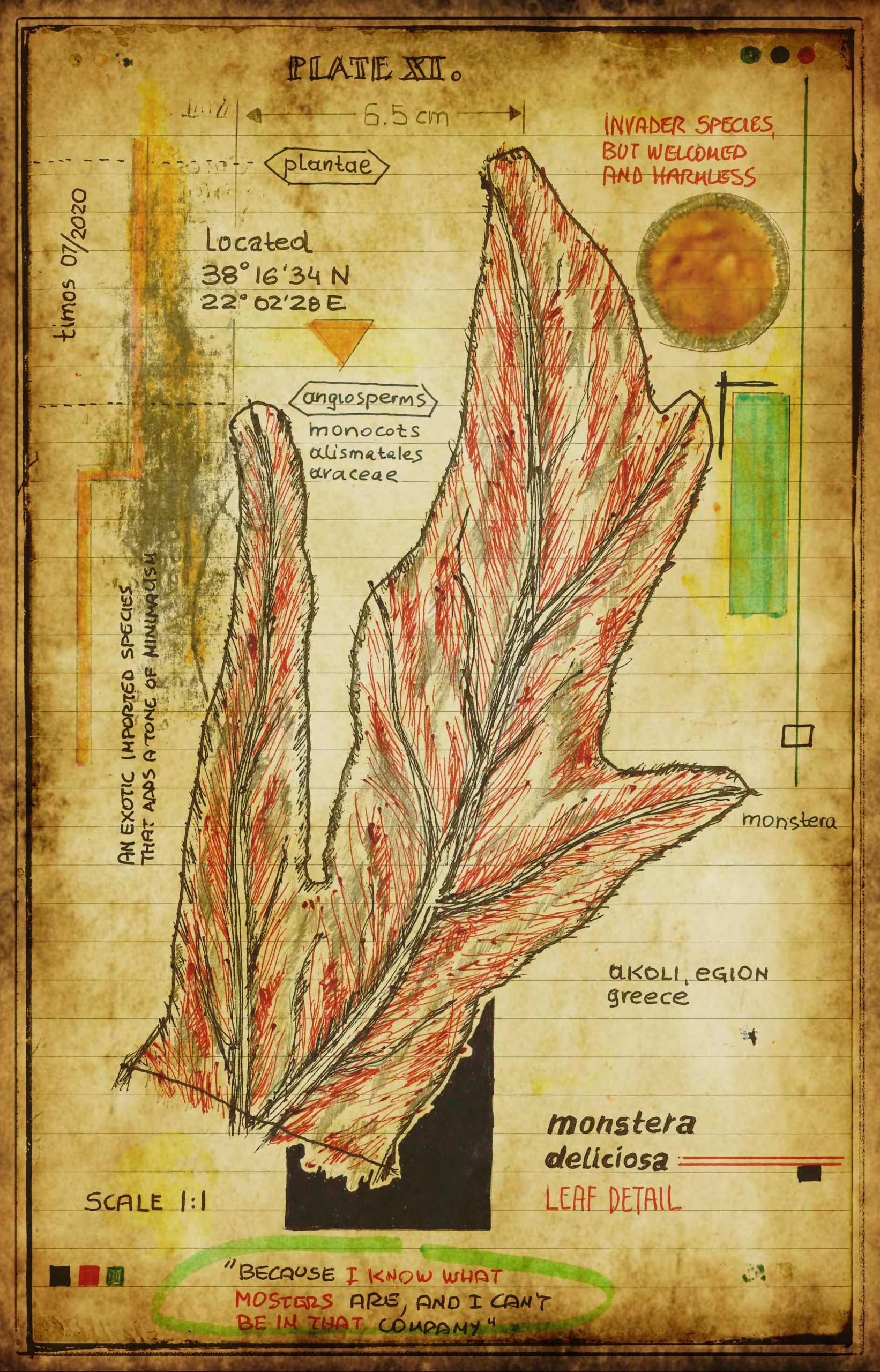 graecum botanicus patria | plate VI