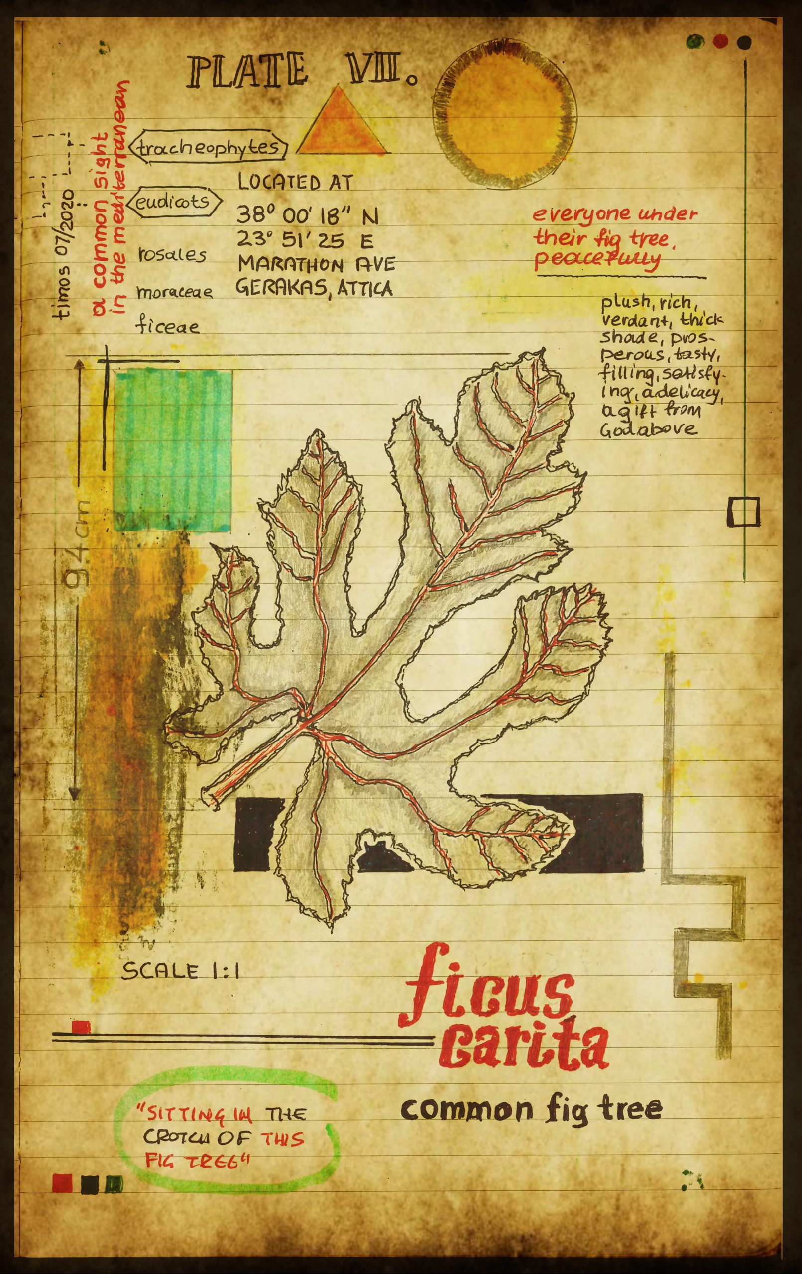 graecum botanicus patria | plate VII