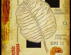 graecum botanicus patria | plate II