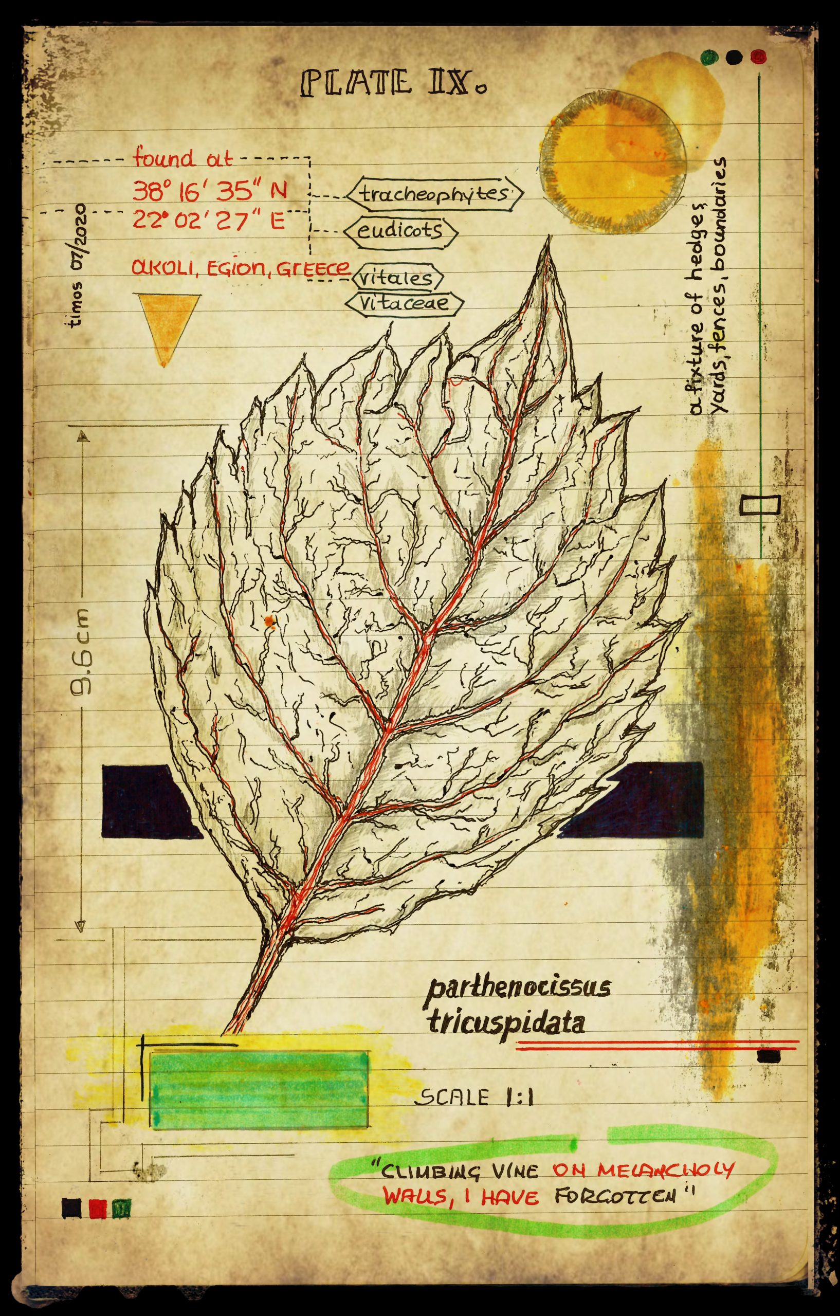 graecum botanicus patria | plate IX