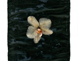 dark orchid