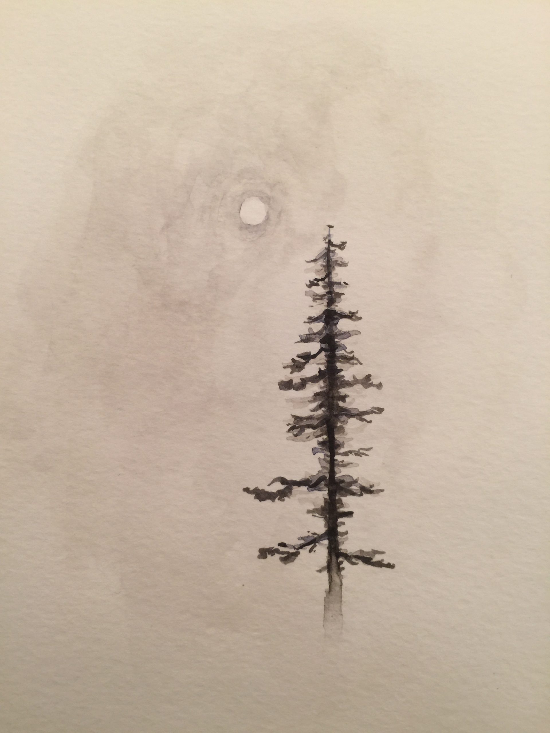 Pine and Sun