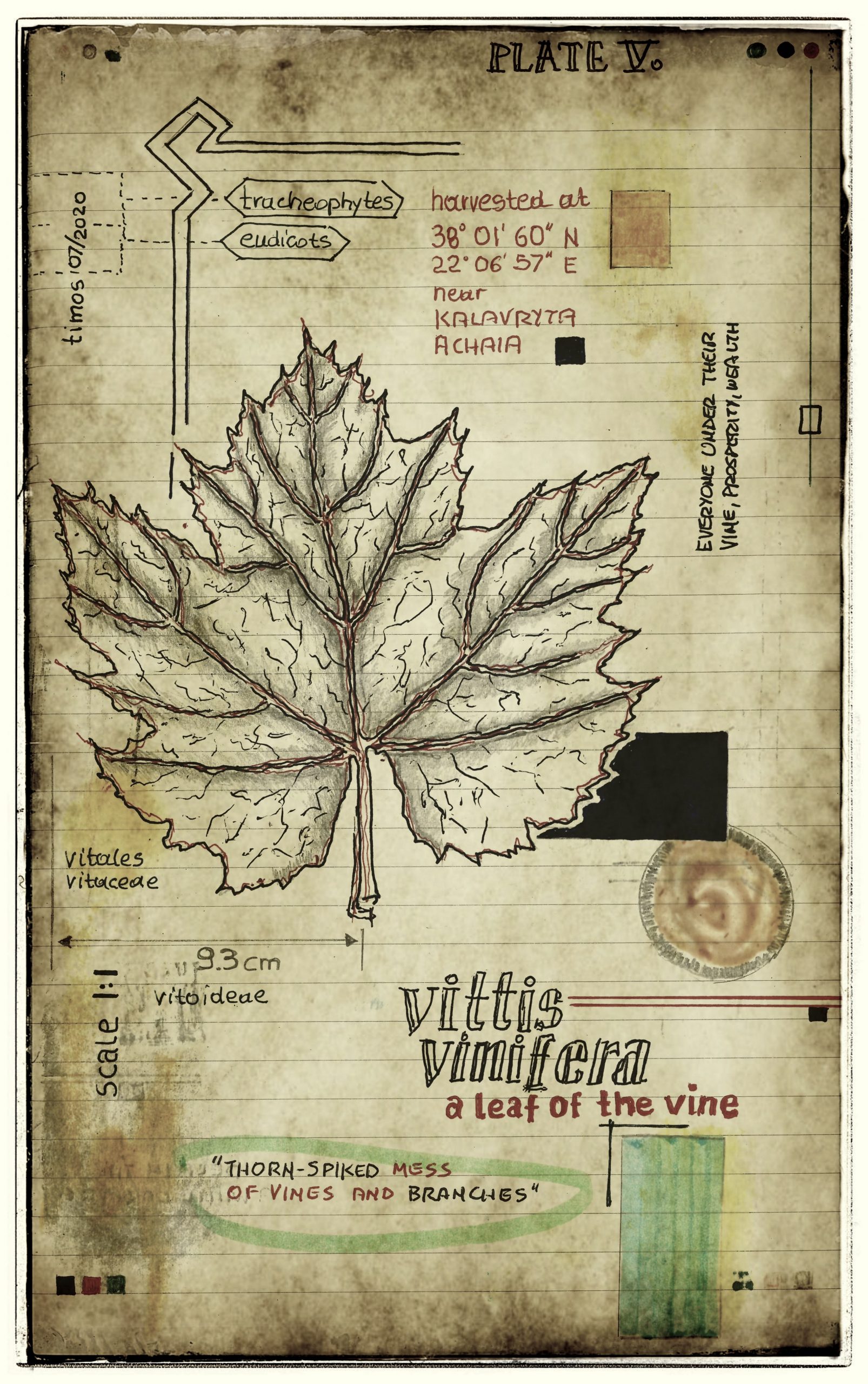 plantae patriam loci | plate V