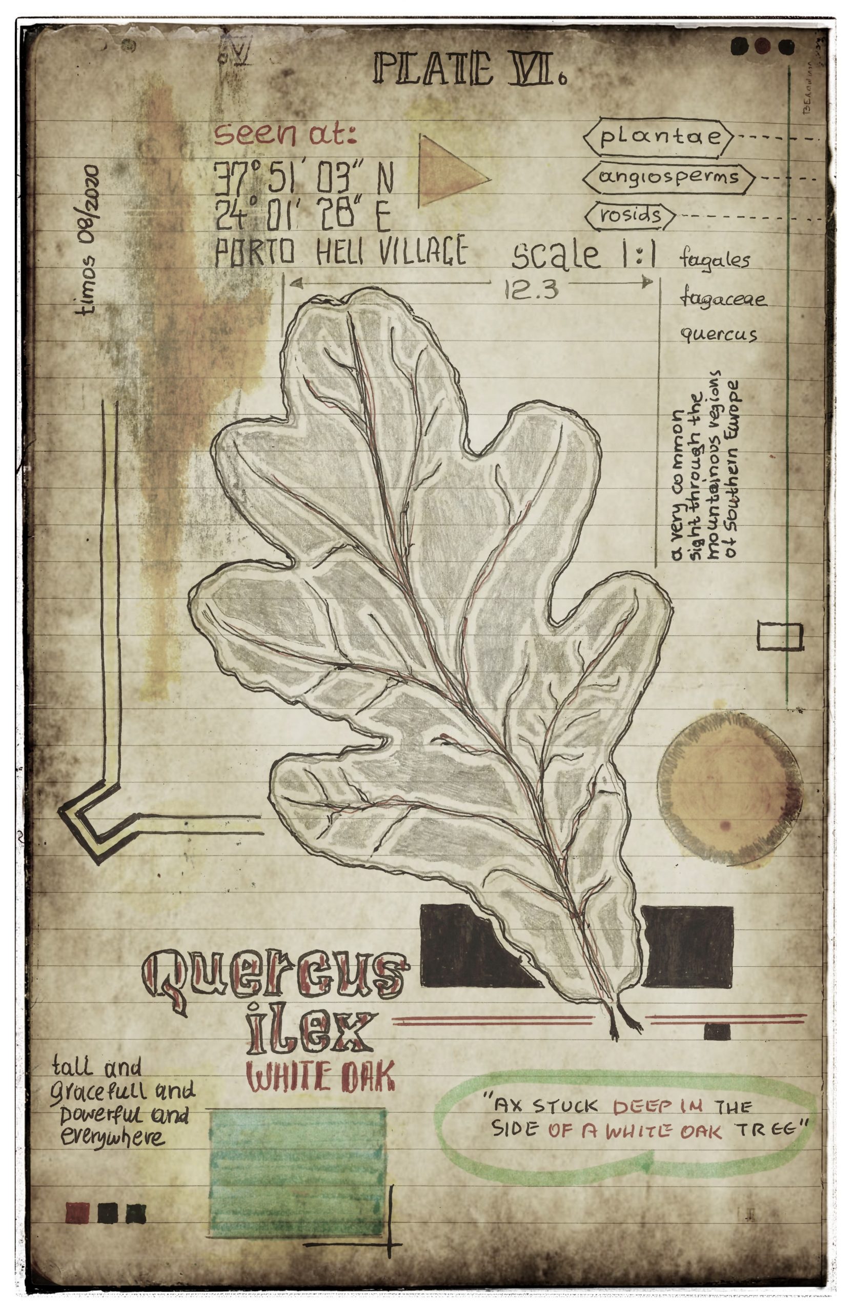 plantae patriam loci | plate VI