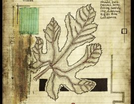 plantae patriam loci | plate VII