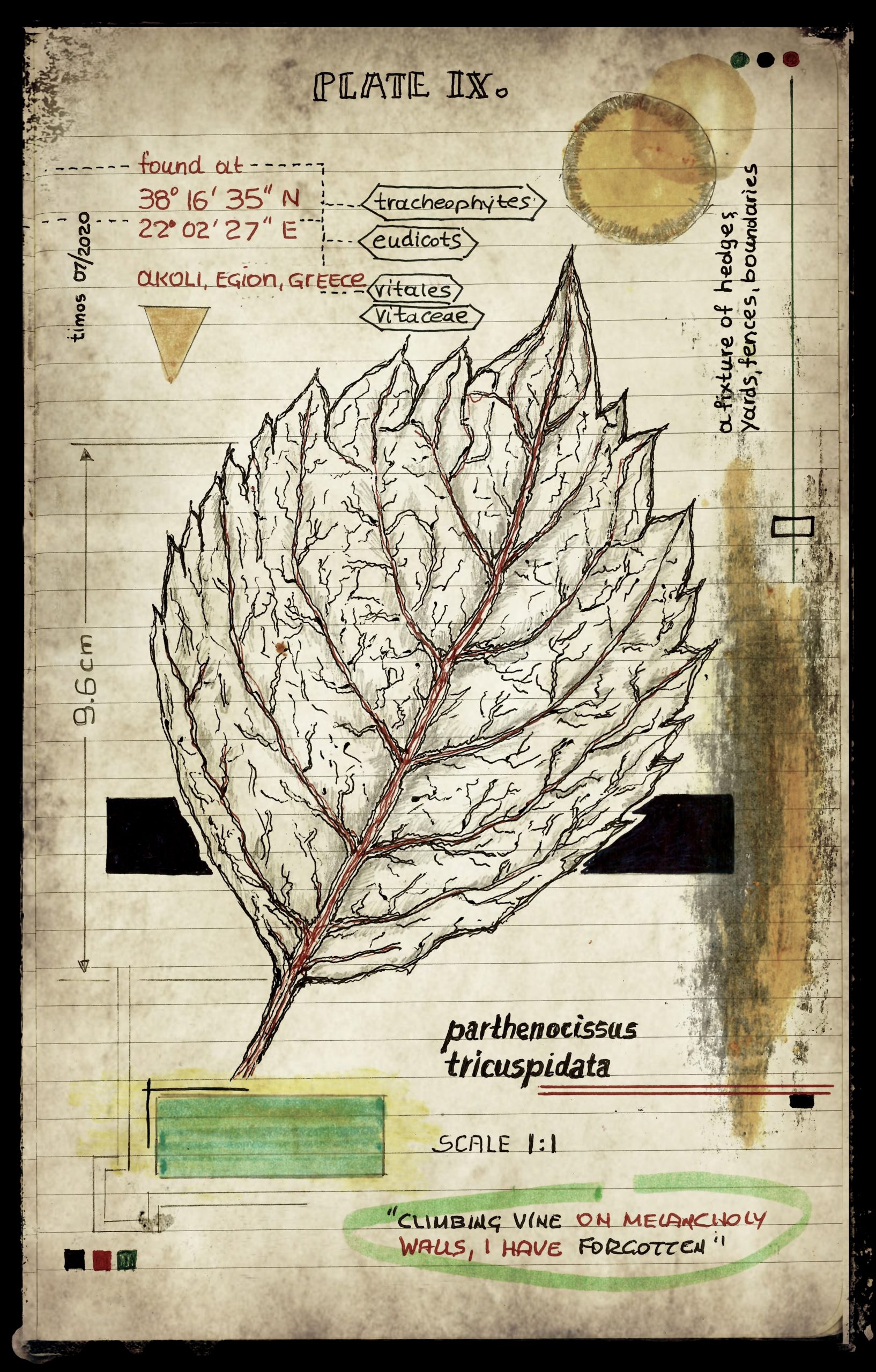 plantae patraim loci | plate IX