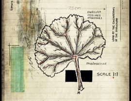 plantae patriam loci | plate X