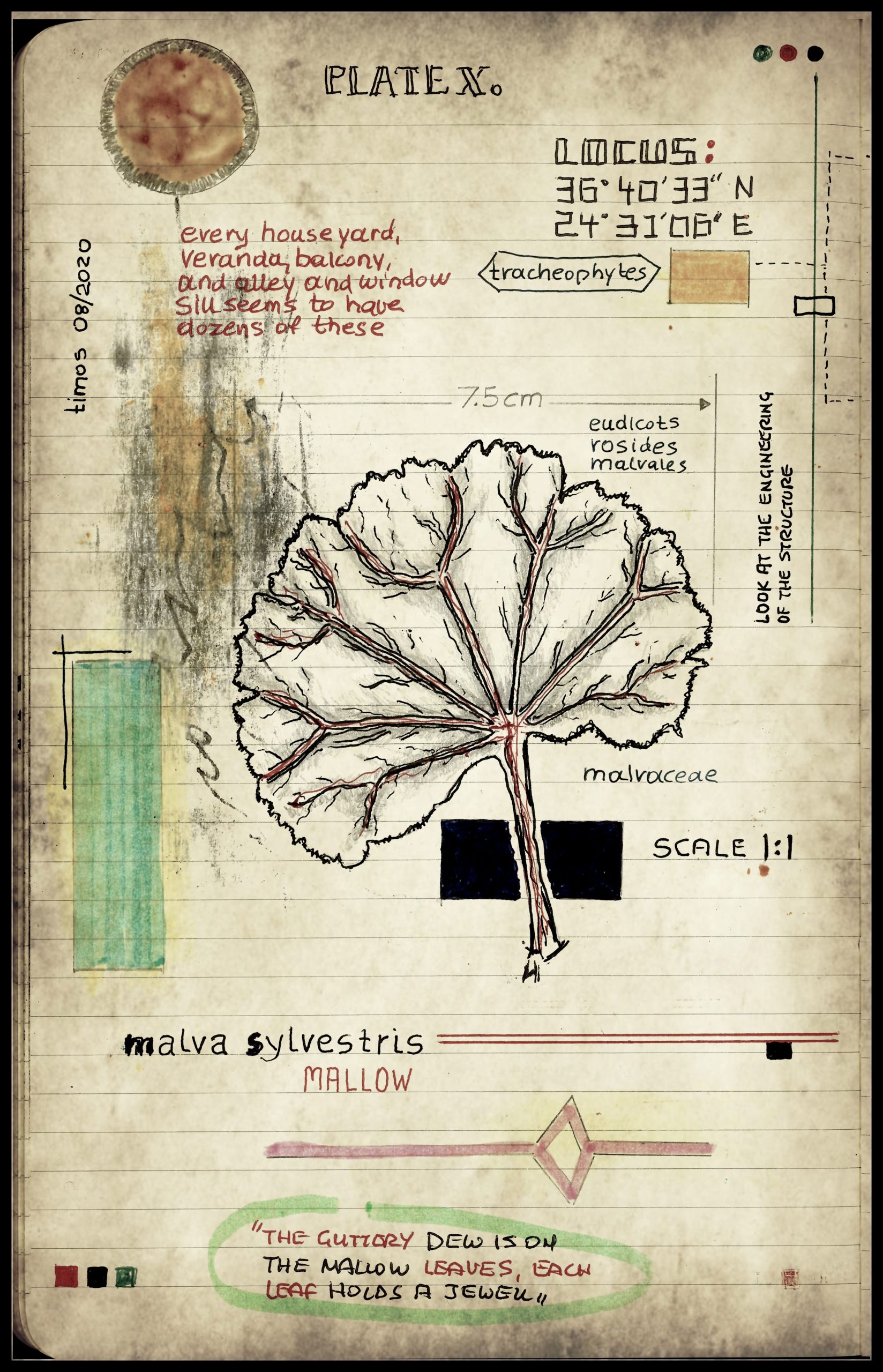 plantae patriam loci | plate X