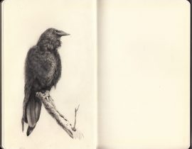 A Study of Bird 1/2