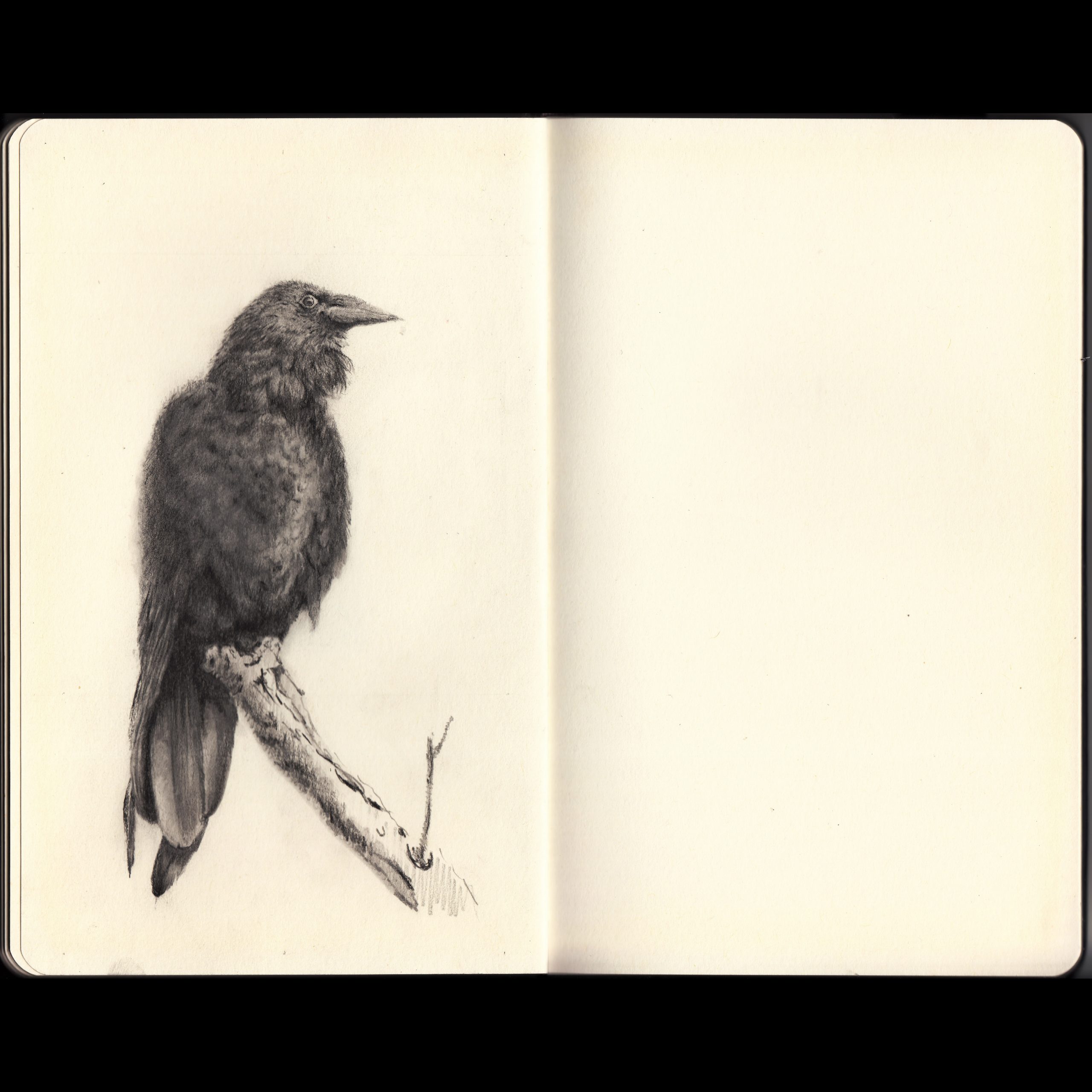A Study of Bird 1/2