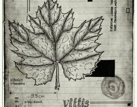 lignum vitae sustinet | plate V