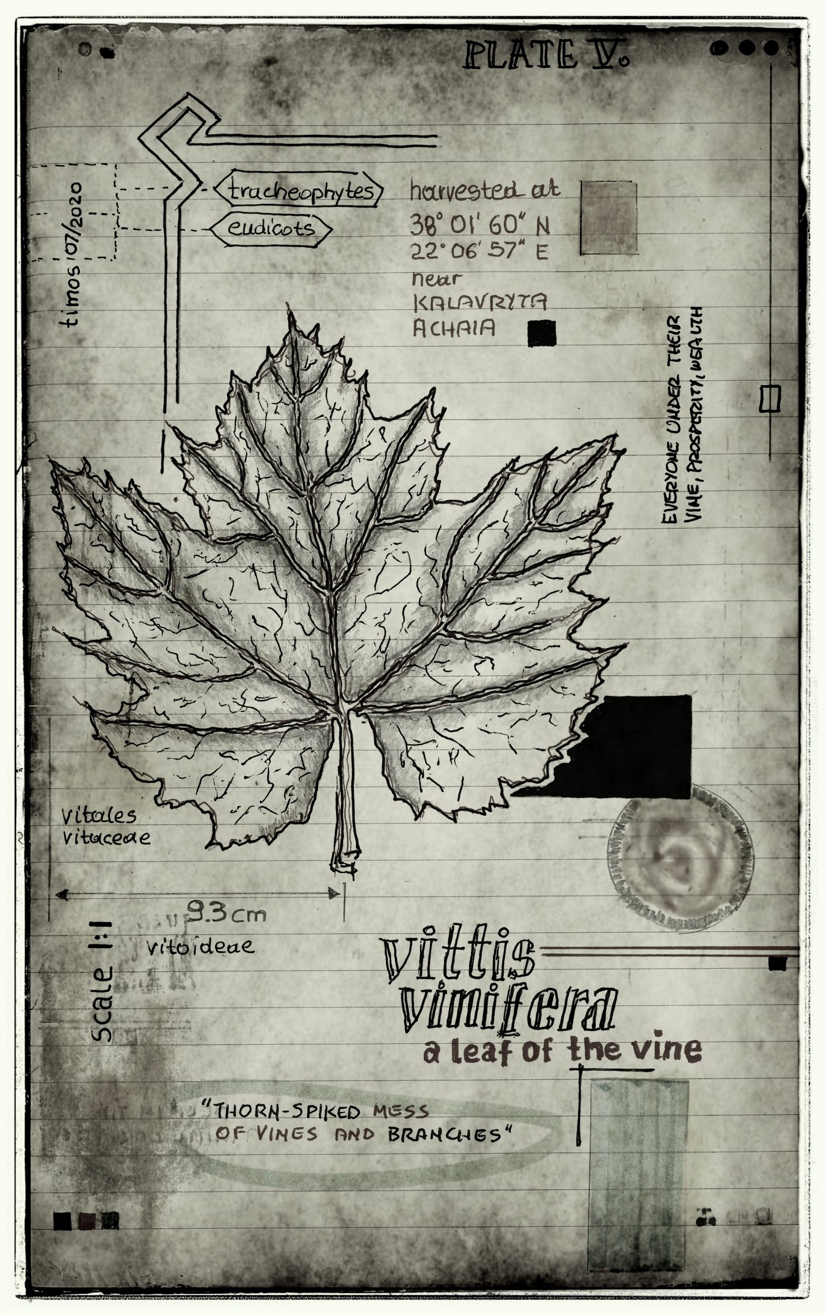 lignum vitae sustinet | plate V