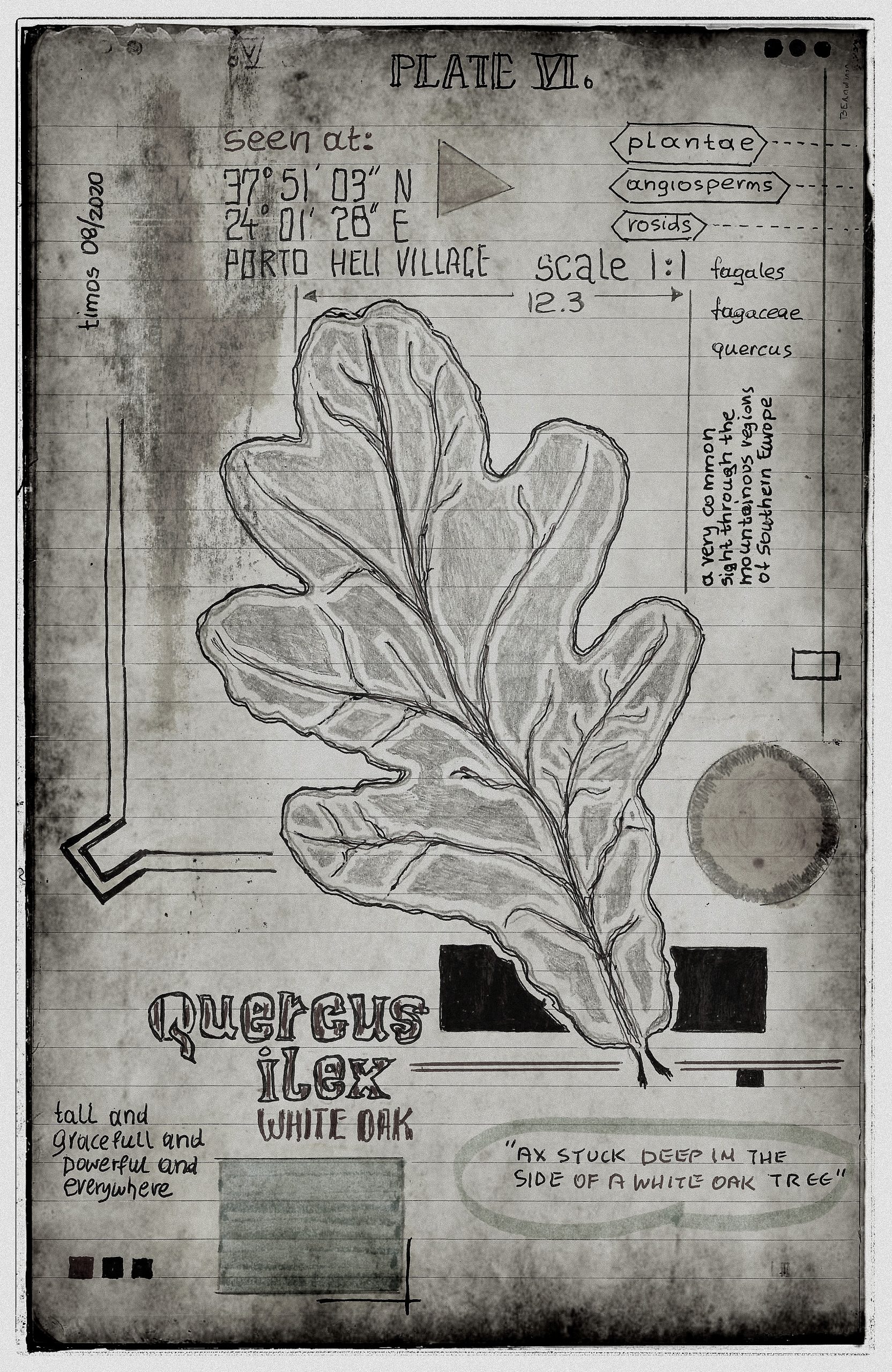 lignum vitae sustinet | plate VI