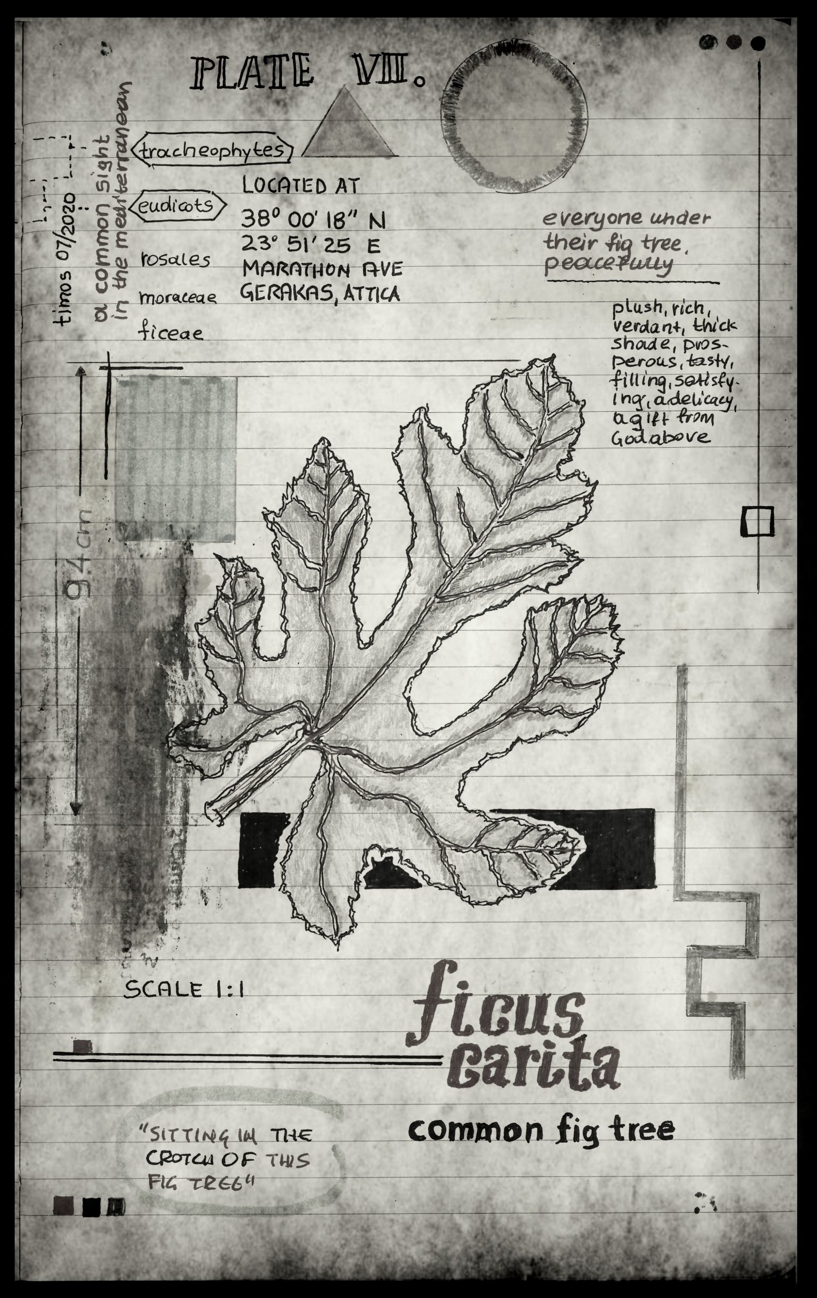 lignum vitae sustinet | plate VII