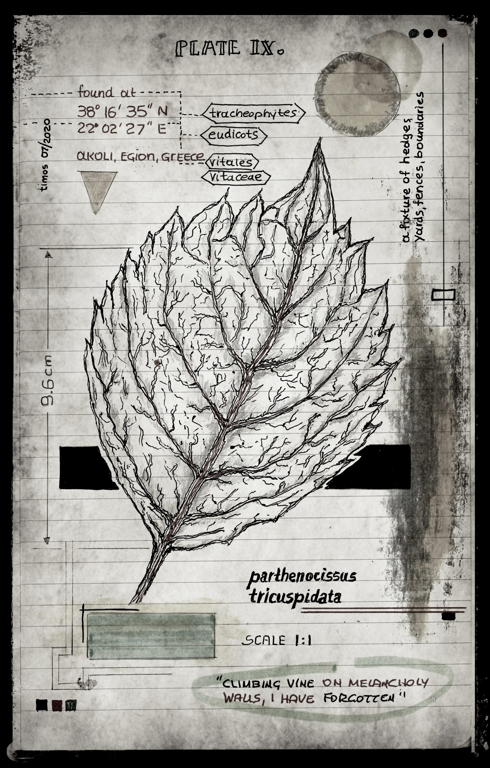 lignum vitae sustinet | plate IX